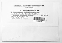 Puccinia leveillei image